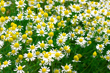 Fototapeta premium meadow with blooming chamomile, nature background
