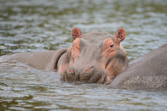 Portrait of a hippo in the water