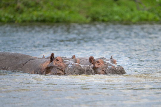 A group of Hippos in the water