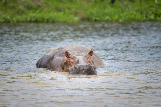 Portrait of a hippo in the water