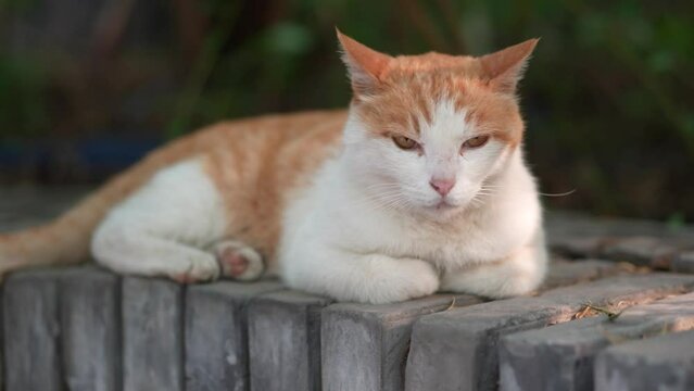 Orange cat resting and sleeping on the windowsill