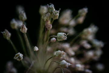 A wild onion flower scattered with dewdrops in the early morning in a soft light in Provence