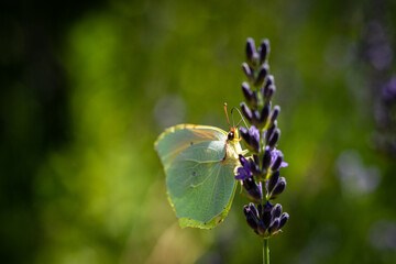 The Provence Citron butterfly or Gonepteryx Cleopatra, Family Pieridae, Subfamily Coliadinae in a lavender field in Provence