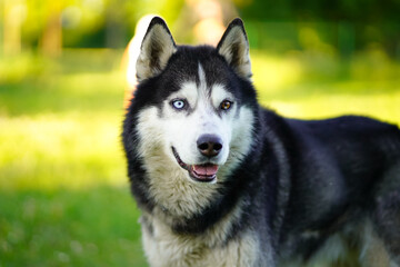 siberian husky dog