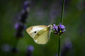 Naklejka premium The Marigold or Colias crocea, Family Pieridae, Subfamily Coliadinae in a lavender field in Provence