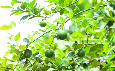 Green limes on a tree, Fresh lime citrus fruit high vitamin C in the garden farm agricultural with nature green blur background at summer