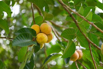 Santol fruit on summer in Thailand , ripe santol on the santol tree tropical fruit