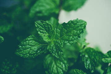 Mint leaf in the garden background, Fresh mint leaves in a nature green herbs or vegetables food...