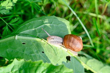 Roman snail Helix pomatia out on evening walk
