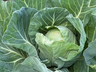 Head of cabbage on the field. white cabbage green fresh leaves background.