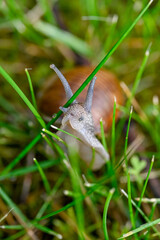 Roman snail Helix pomatia out on evening walk