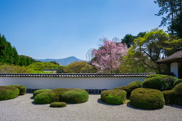 京都　正伝寺の枯山水庭園と桜