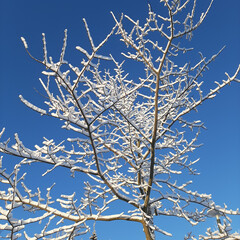 snow covered tree