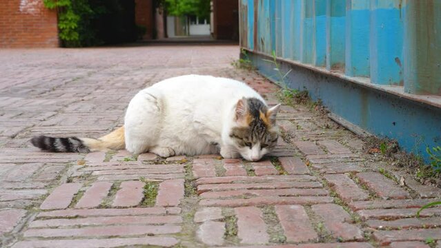 Stray cat eating on the ground