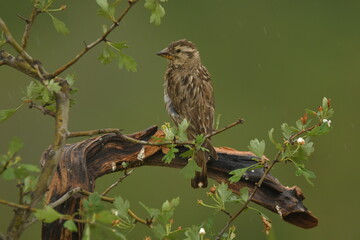 Gorrion chillon en el campo
