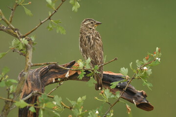 Gorrion chillon en el campo