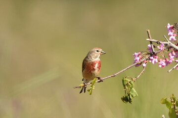 Pardillo en la rama de un arbusto