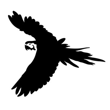 vector Ara parrot in flight black silhouette