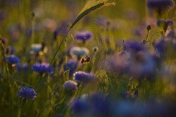 Aculepeira ceropegia, an oak spider, made a spider's web and hunted it in a web of blue cornflowers in the warm summer sunset.