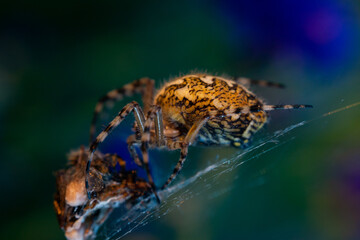 Aculepeira ceropegia, oak spider. A close-up of a spider who has caught a game in the summer sunset. Legs with sharpness.