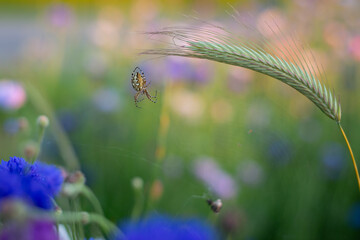 Death lurks in the grain field. A beautifully drawn Aculepeira ceropegia lurks for its prey in the grain field.