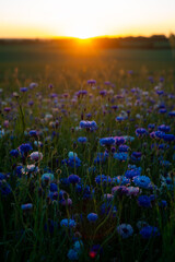 Fototapeta na wymiar bright blue cornflowers in wheat field on colorful sunset