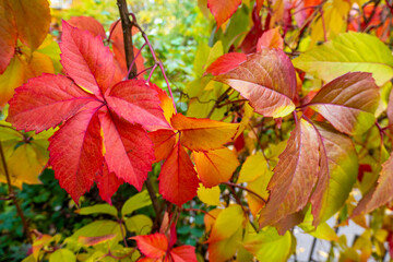  Parthenocissus quinquefolia, known as Virginia creeper, Victoria creeper, five-leaved ivy. Red foliage background red wooden wall. Natural background.