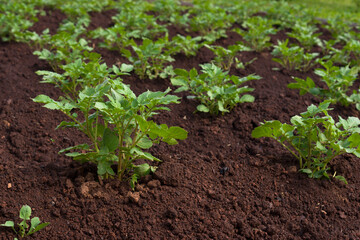 Many young potato plants on the garden bed