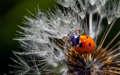 A cute red ladybug is crawling on a dandelion seed with many tiny morning dew drop