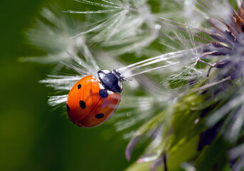 A cute red ladybug is crawling on dandelion seed with a lot of tine dew drops.