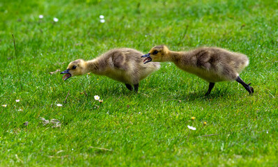 Two cute gosling are chasing each other on the sprint meadow