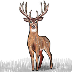 deer on a white background