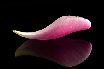 A beautiful streamline perfect curved pink tulip petal in dark reflective background