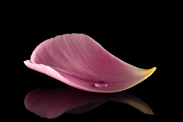 A perfect curved pink tulip petal and a crystal water drop in dark reflective background