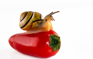 a cute snail rides on a bright red color hot pepper in white background 