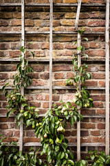 Spalierobst an einer Backsteinmauer, Düsseldorf, Deutschland