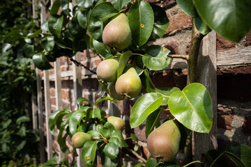 Spalierobst an einer Backsteinmauer, Düsseldorf, Deutschland