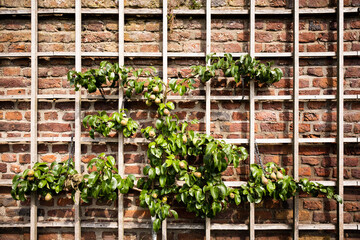 Spalierobst an einer Backsteinmauer, Düsseldorf, Deutschland
