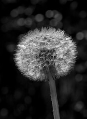 A perfect round shape dandelion in a dreamy background to catch a dream black and white photo