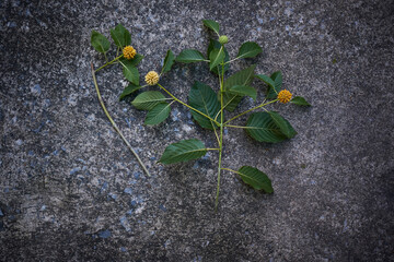 leaves on a wooden surface