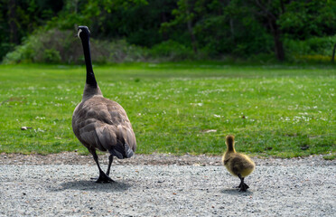 A baby gosling mimics mom goose walking styple