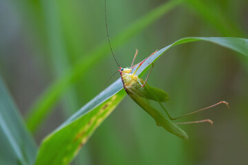 Background green grasshopper on a leaf.