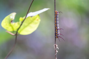 Image of caterpillar on the branches on a natural background. Insect. Animal.