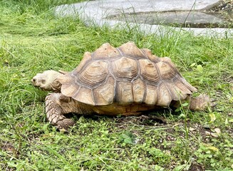 turtle on the grass