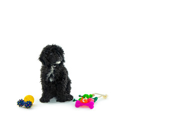Black toy poodle puppy isolated on white background