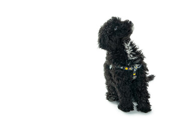 Black toy poodle puppy isolated on white background