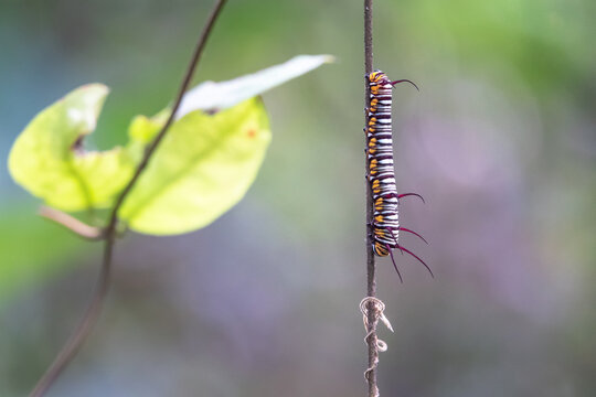 Image of caterpillar on the branches on a natural background. Insect. Animal.