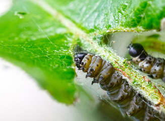 Dark green caterpillar on a plant in the garden
