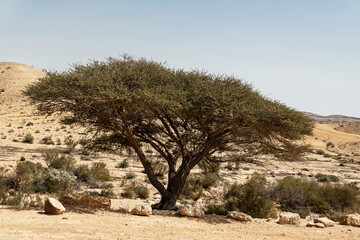 single spiraled acacia raddiana tree sits on the edge of Wadi HaTira in the Hamakhtesh Hagadol large crater near Yerucham in Israel