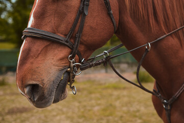 Closeup of the equipment on the mouth of a purebred horse
